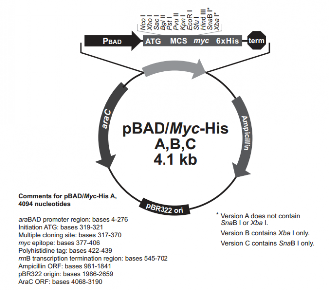 pBAD/His A,B,C 质粒图谱