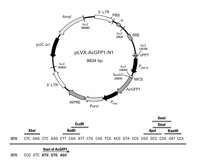 pLVX-AcGFP1-N1 质粒图谱