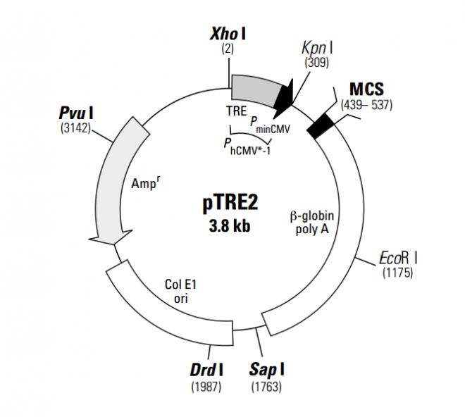 pTRE2 质粒图谱