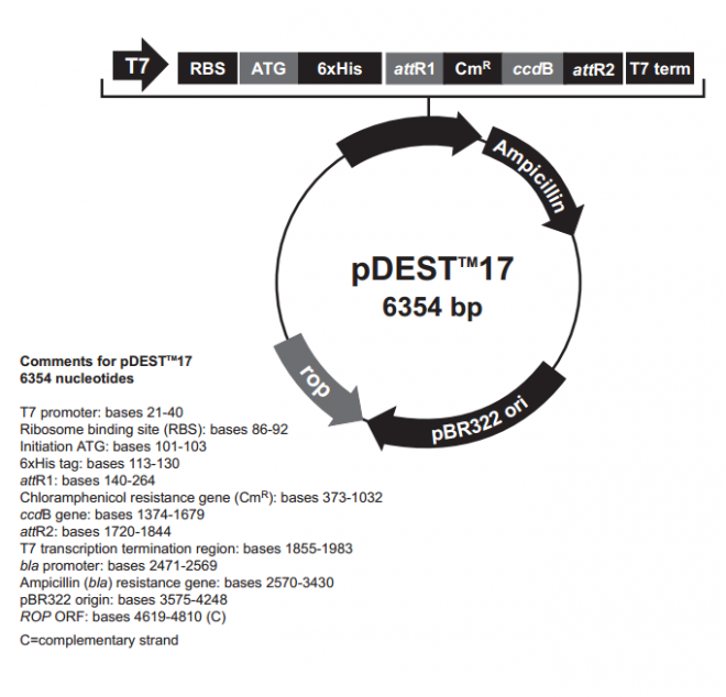 pDEST17 质粒图谱