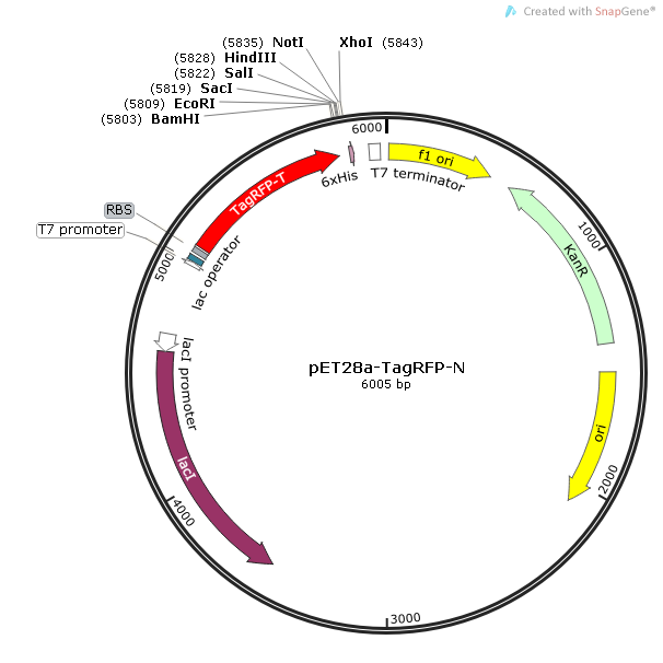 pET28a-TagRFP-N载体