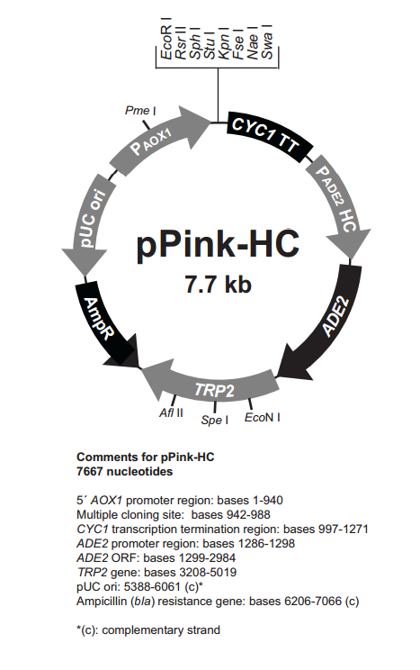 pPink-HC质粒图谱