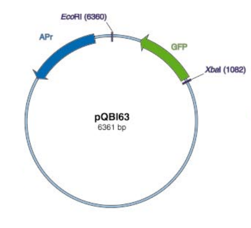 pQBI63质粒图谱
